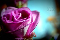 /album/round-and-round1/rose-jpg/